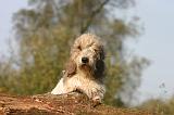 PTIT BASSET GRIFFON V.  072